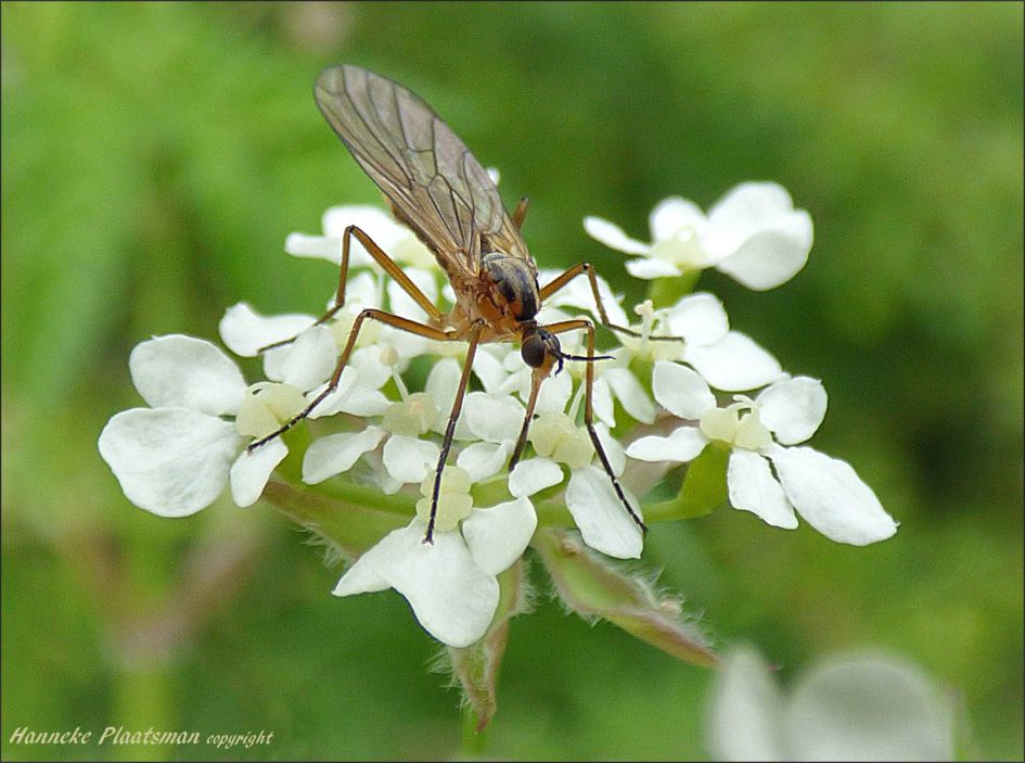 Is dit misschien de grote dansvlieg?